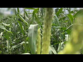 a security guard catches a thief in a corn field and gives her a fine on the spot tiktok 18