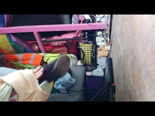 video by sweet dreams 18 ts gp full video