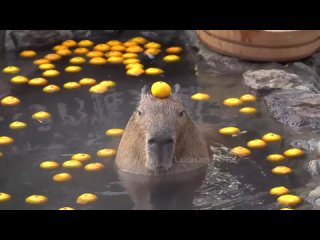 capybara after party pull up full version